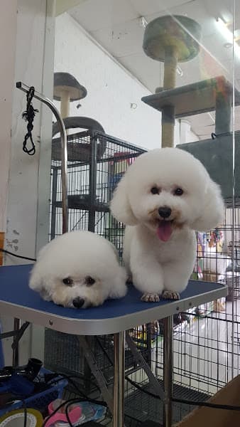 Hình ảnh Bệnh Viện Thú Y Like Pet Lai Châu - 3