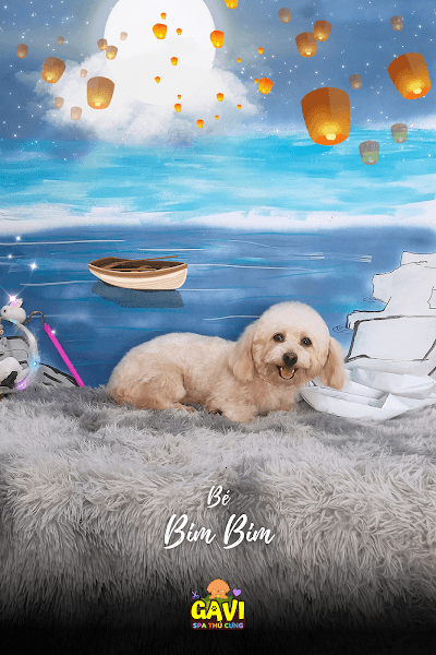 Hình ảnh GAVI - Spa Thú Cưng - 3