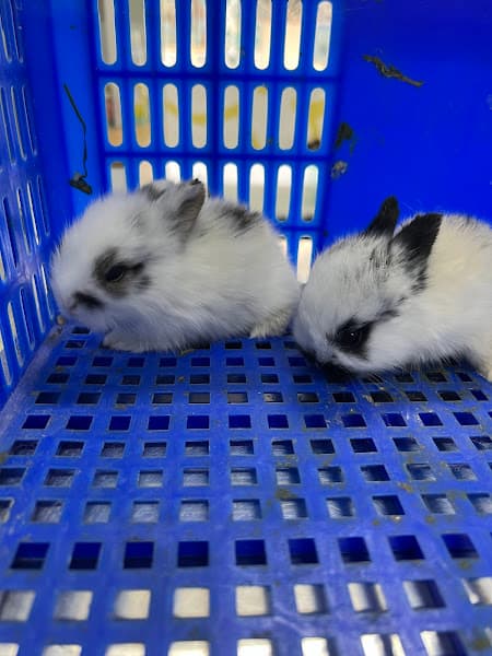 Hình ảnh Rơm Ơi Pet Care - 2