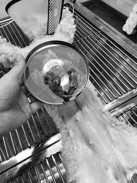 Hình ảnh Thú Y Pet Home - 4