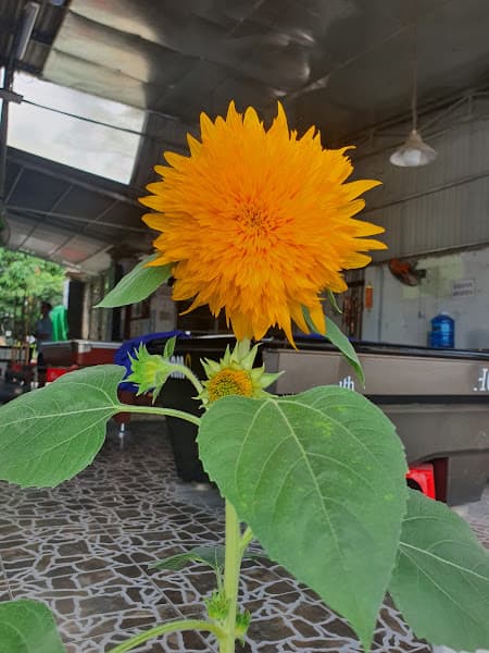 Hình ảnh Cà phê Sơn Lâm - 2