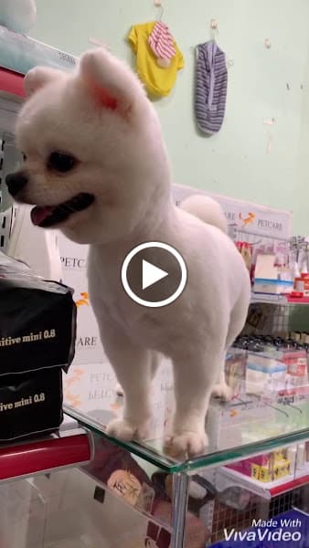 Hình ảnh PET CARE - 2