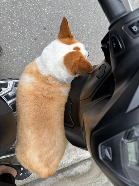 Hình ảnh Tiệm thú cưng Hachiko - 5