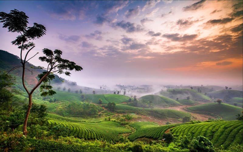 Hình ảnh Đồi Chè Long Cốc - 4