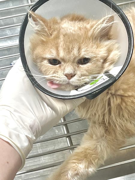 Hình ảnh Phòng khám thú y Dalovet Đà Lạt - 5