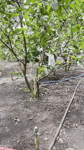 Hình ảnh vườn trái cây ÚT TIÊU long Khánh - 2