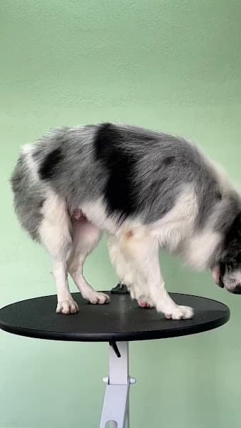 Hình ảnh Nhà Gi Pet - Spa & Hotel - 3