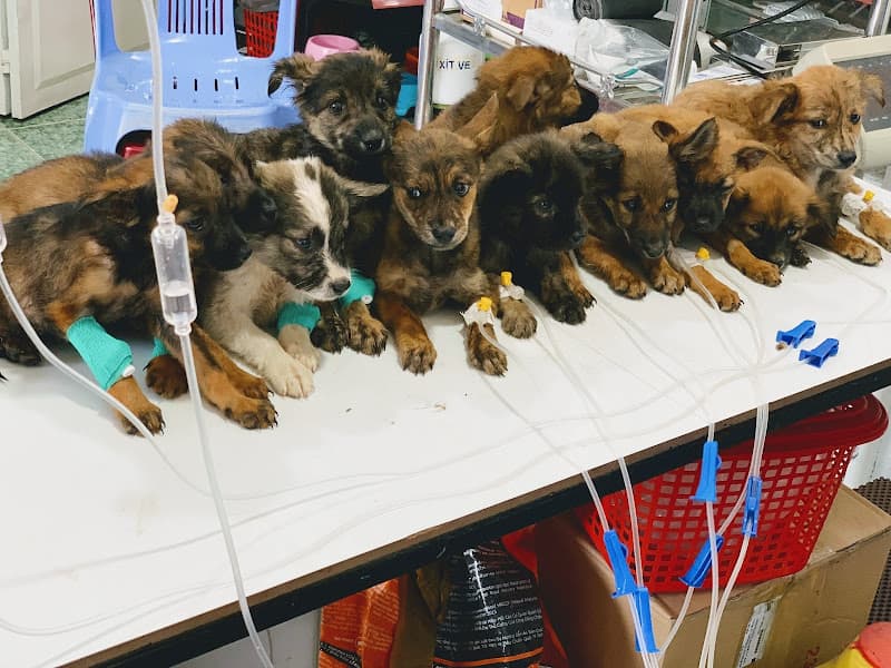 Hình ảnh Phòng Khám Thú Y Hòa Hòa Long Khánh - 5