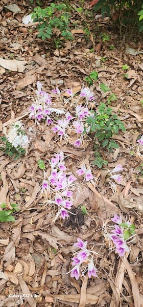 Hình ảnh Homestay Hải gia - 2