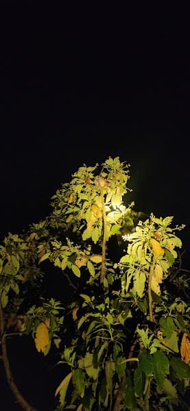 Hình ảnh Nem lụi huế - bánh tráng cuốn thịt heo - 4