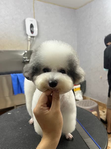 Hình ảnh Tiệm Mần Đẹp Thú Cưng - 5