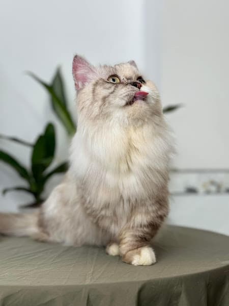 Hình ảnh Tini pet - 2