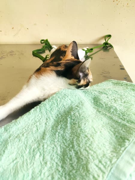 Hình ảnh Bệnh Xá Thú Y Trường Đại học Cần Thơ - 2