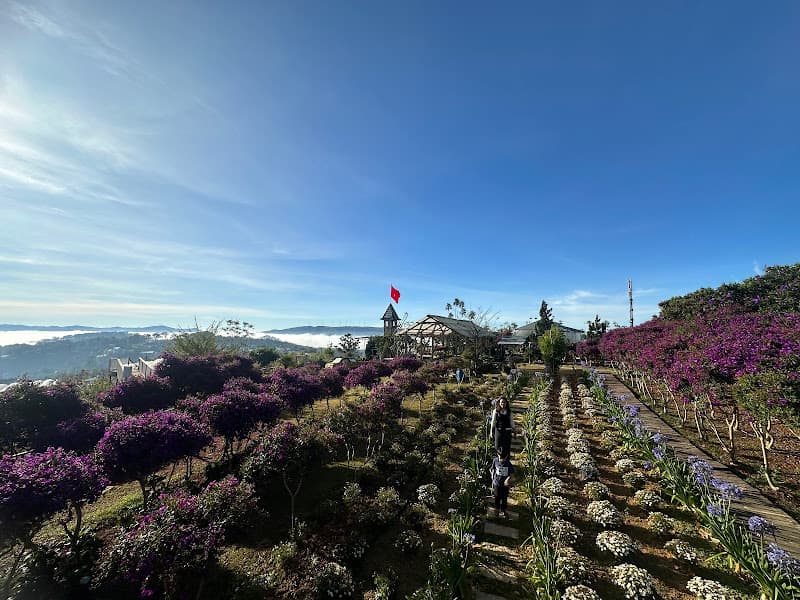 Hình ảnh Đồi Mây Đà Lạt - 2