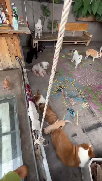 Hình ảnh Nhà trẻ Chó Xương - Khách sạn chó mèo Tân Phú - Bình Tân - 4