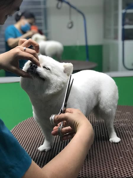 Hình ảnh Bệnh viện thú y WinPet Huế - 2