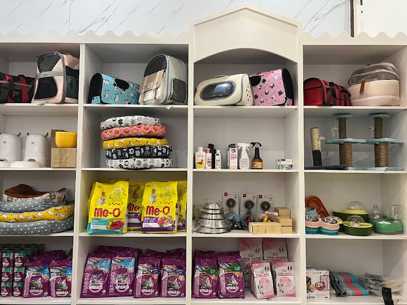 Hình ảnh Mèo Nuôi Mèo Petshop - 5