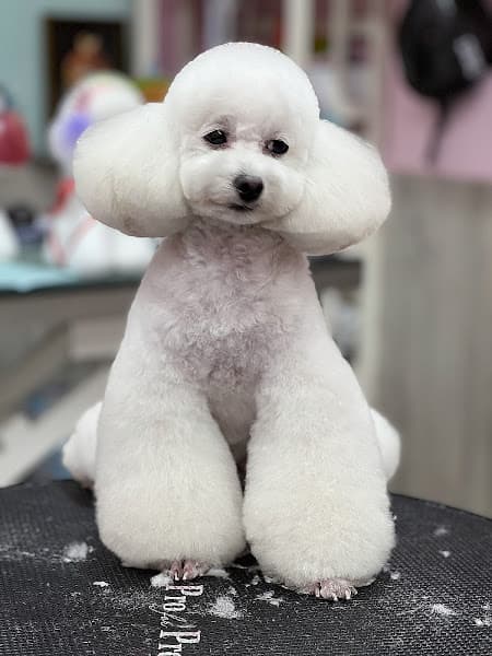 Hình ảnh Gấu Spa Thú Cưng- Spa Chó Mèo Đà Lạt Pet Shop - 3