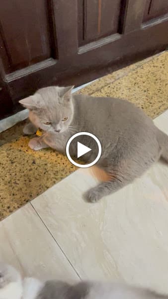 Hình ảnh Lưu trú Chó Mèo - Min&Moon Pet Hotel - 4