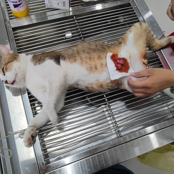 Hình ảnh Phòng Khám Thú Y VINPETI Tây Ninh - 2