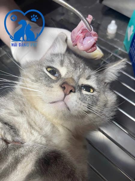 Ảnh bìa Phòng Khám Thú Y Hải Đăng Pet