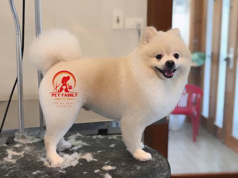 Hình ảnh Spa Hotel Thú Cưng-Pet Family Huế - 2