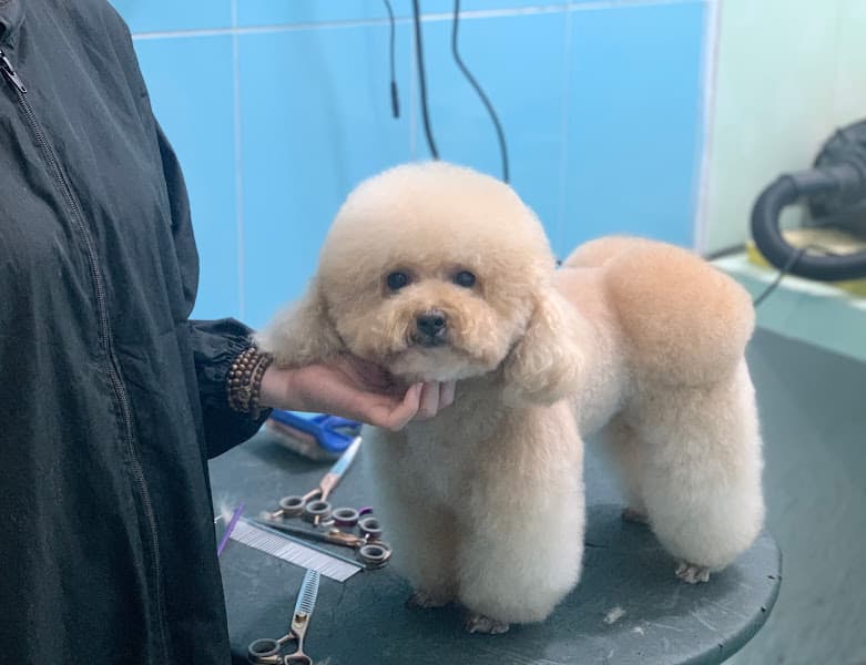 Hình ảnh DT PET thú cưng - 4