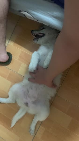 Hình ảnh Bệnh viện thú y EraVet - 8