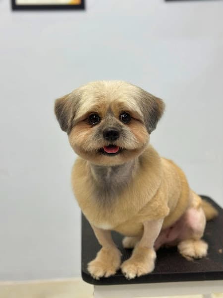 Hình ảnh Phòng khám thú y- spa Bs Nên - 3