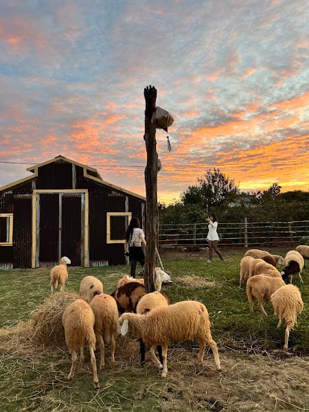 Hình ảnh LẨU - NƯỚNG VƯỜN HỒNG - 2