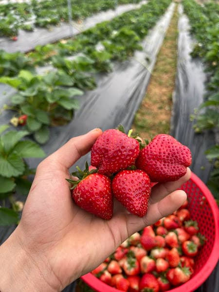 Ảnh bìa Nhà hàng- Homstay Thu Thắm