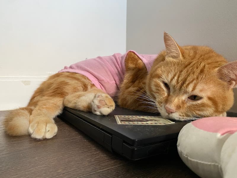 Hình ảnh Nhà Gi Pet - Spa & Hotel - 5