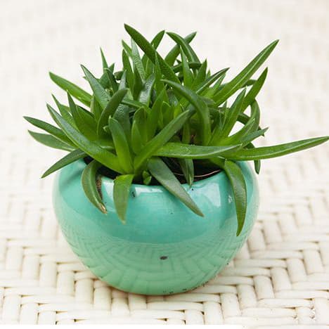 Hình ảnh Cà phê Muối Leo - 2