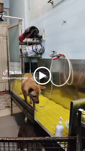 Hình ảnh Petto House - 3