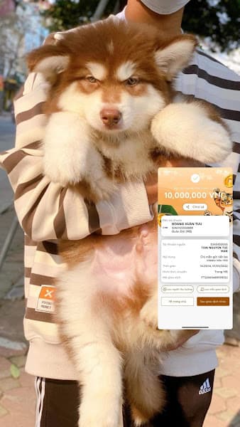 Hình ảnh Lup Pet Shop - 4