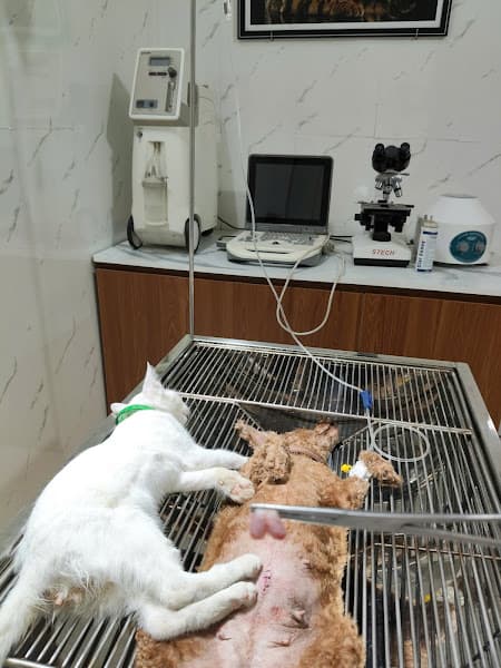 Hình ảnh Phòng khám thú y Ninh Bình Nibipet - 4