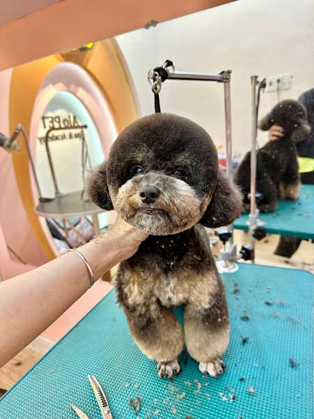 Hình ảnh Alo PET - 3