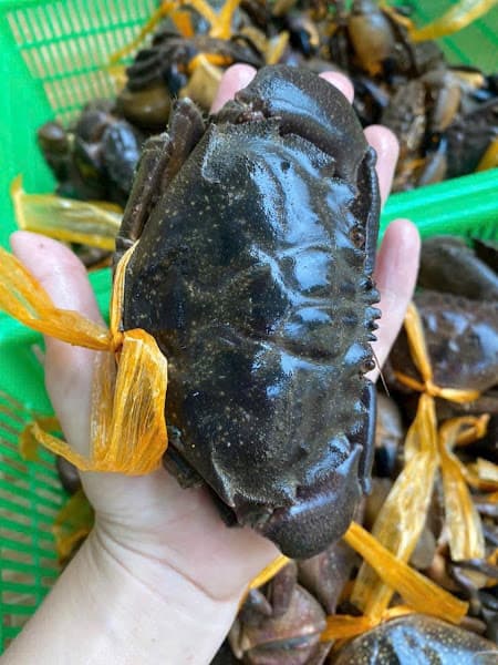 Hình ảnh Vựa Hải Sản Ái Phương - Rạch Giá - 4