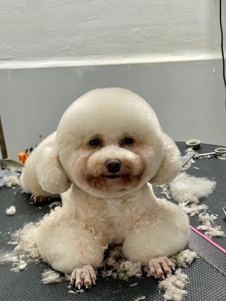 Ảnh bìa TruongDung Pet - Phòng Khám Thú Y Cần Thơ | Cấp Cứu Thú Y Xuyên Đêm 24/24