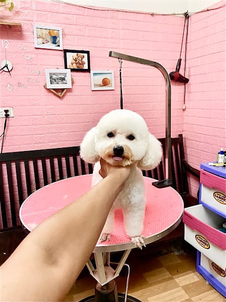 Hình ảnh Spa thú cưng Sam Pet Hưng yên - 4