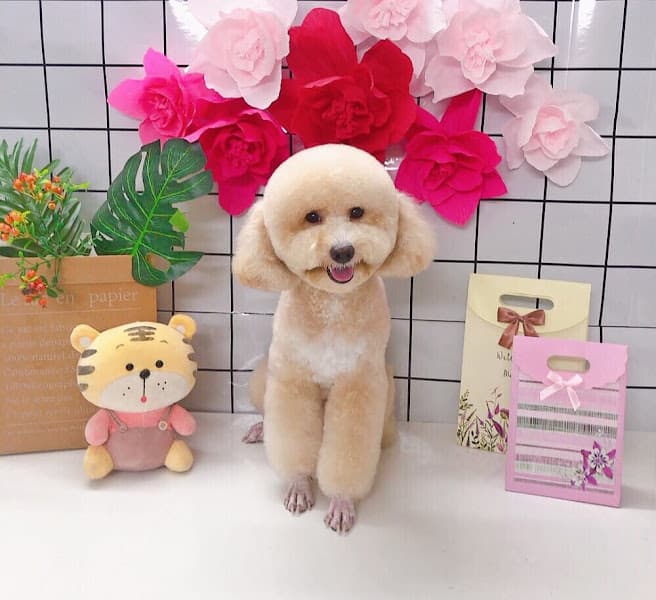 Hình ảnh Mina Petshop Tiệm làm đẹp thú cưng ( chó mèo ) - 3