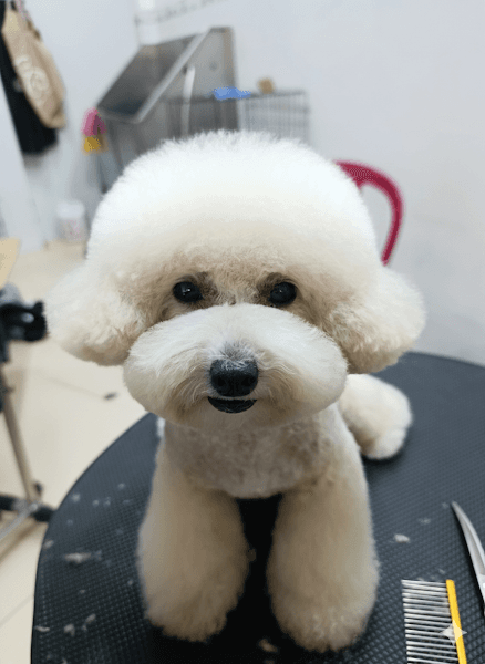 MiLu's Pet - Petshop, spa, cắt tỉa lông thú cưng