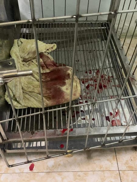 Hình ảnh Đậu Pet Shop - Trung Tâm Chăm Sóc Thú Cưng Thanh Hóa - 2