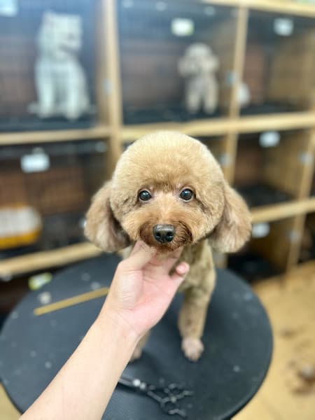 Spa Thú Cưng KOKOPET