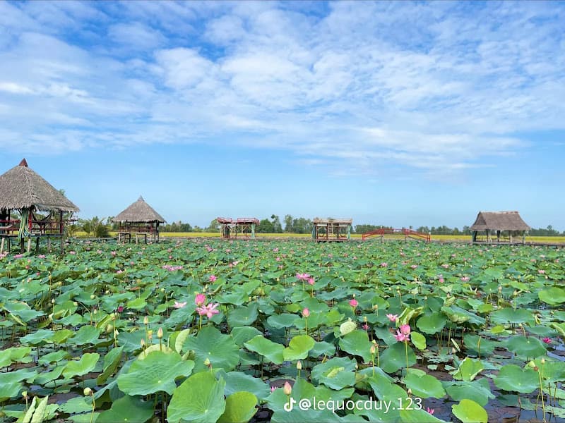 Hình ảnh Khu Du Lịch Đồng Sen Tháp Mười - 3