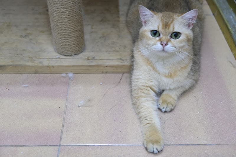 Hình ảnh Petpro 777 Trần Cao Vân - Cửa Hàng Thú Cưng - 4