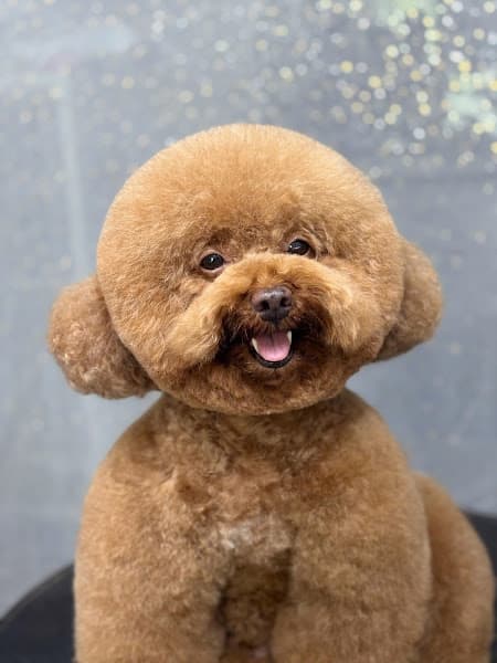 Ảnh bìa Arale Petshop Minh Phụng - Spa Cắt Tỉa Lông Chó Mèo Quận 6