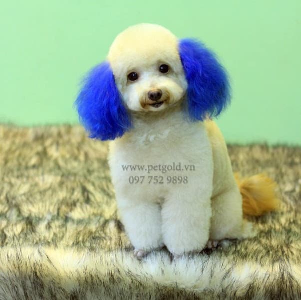 Hình ảnh PETGOLD - Siêu thị thú cưng - 4