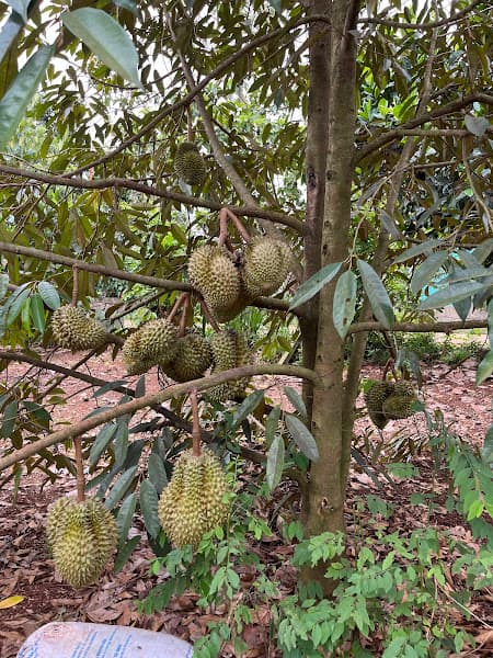 Hình ảnh Trái cây nhà vườn Long Khánh - 3