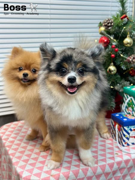 Hình ảnh Boss Spa - Grooming - Dịch vụ chăm sóc thú cưng Cần Thơ - 2